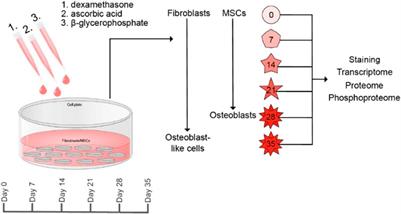 A multi-omics study to characterize the transdifferentiation of human dermal fibroblasts to osteoblast-like cells